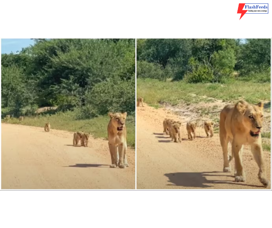 6 lion cubs sprint alongside mother in South Africa