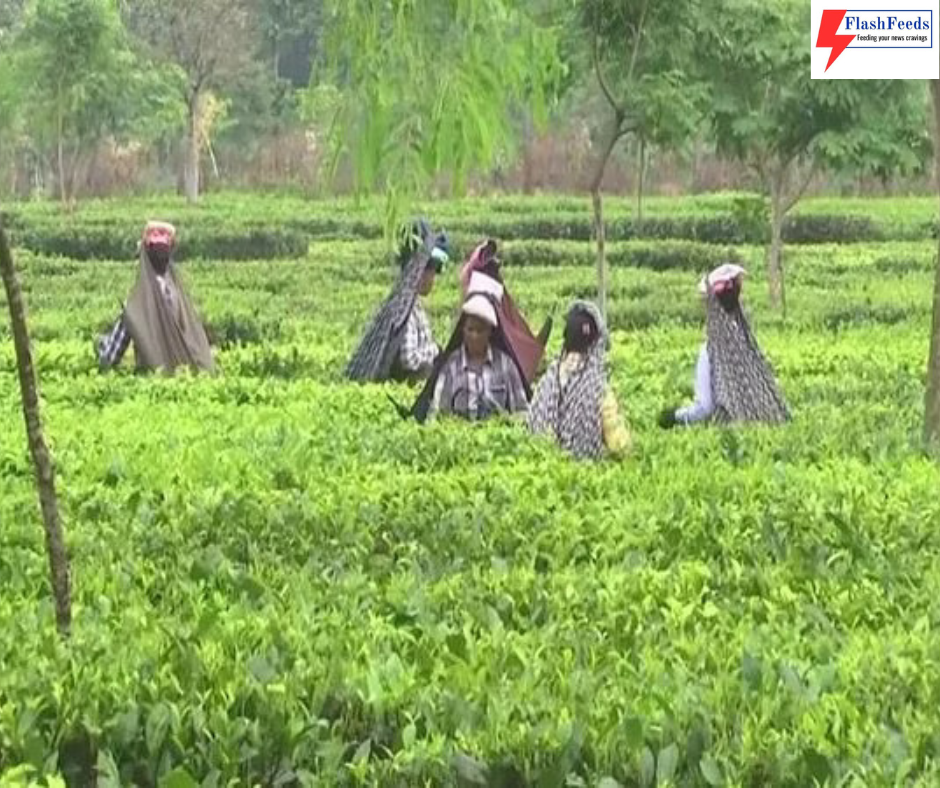 Assam faces 50 percent drop in tea production